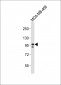 EZH2 Antibody